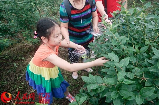 采摘蓝莓体验式旅游新玩法受南京市民青睐