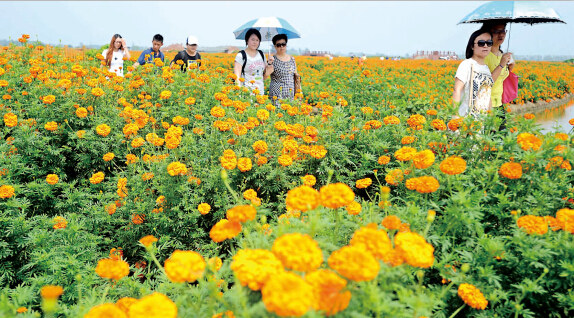 泰州兴化旅游季启动 游客可到垛田赏菊品蟹