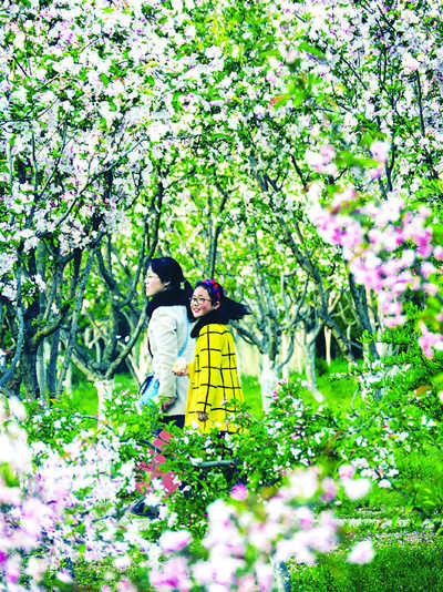 淮安樱花园百花盛开 吸引众多市民前来观赏