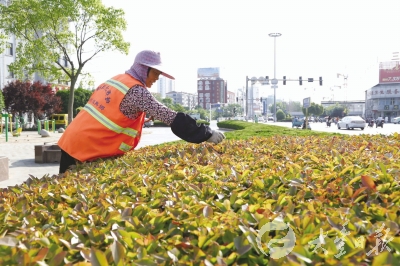大丰绿化养护工人清理杂草 美化城市环境