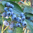 白馬藍莓