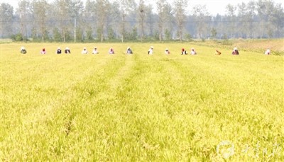 大丰华丰农场工人管理种稻 清除杂草保障质量