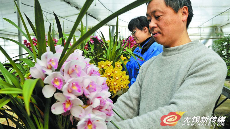 无锡太湖花卉园引进培育年花品种投放市场