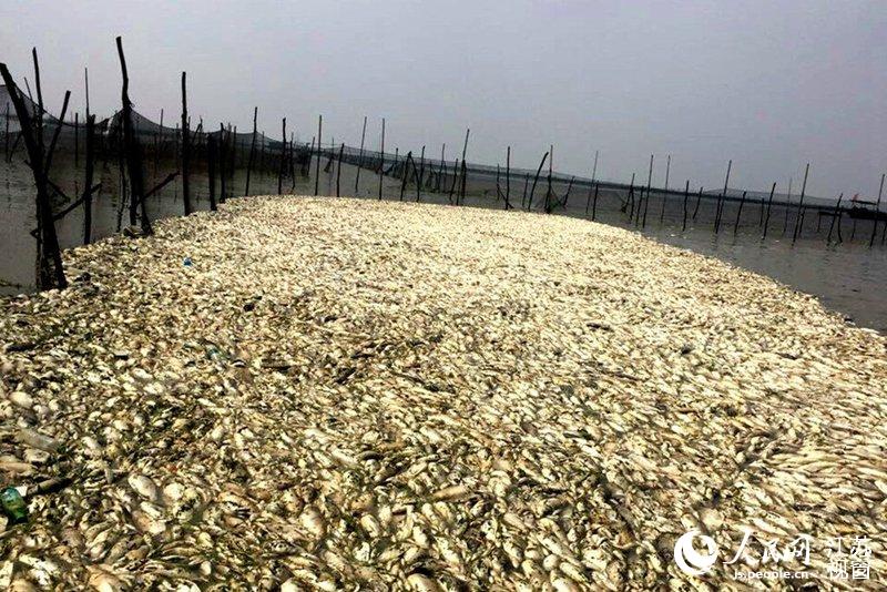 洪泽湖水域现大面积死鱼 宿迁市环保局:或暴雨