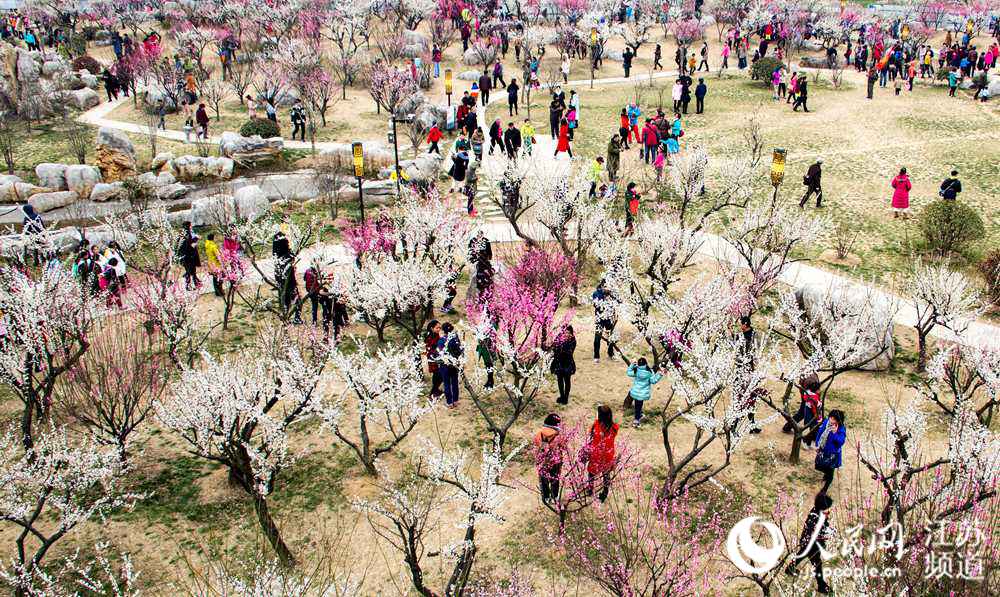 组图:阳春三月春暖花开 徐州探梅园里众寻芳