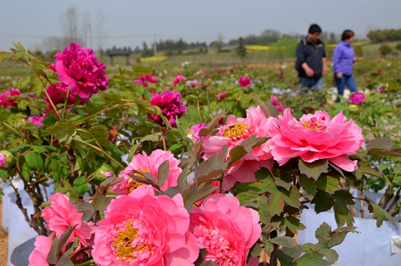 南京高淳:国际慢城千亩牡丹初绽迎游人