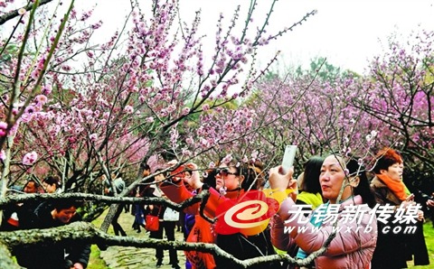 春回大地无锡市民在梅园景区欣赏梅花