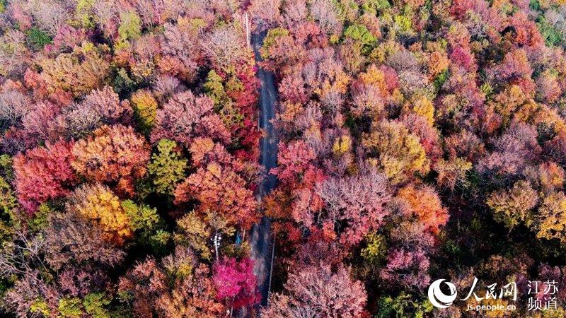 秋冬季節是南京棲霞山紅葉的最佳觀賞時間，經過雨水滋養和低溫的洗禮后，棲霞山近50個紅葉樹種相繼“換紅妝”。