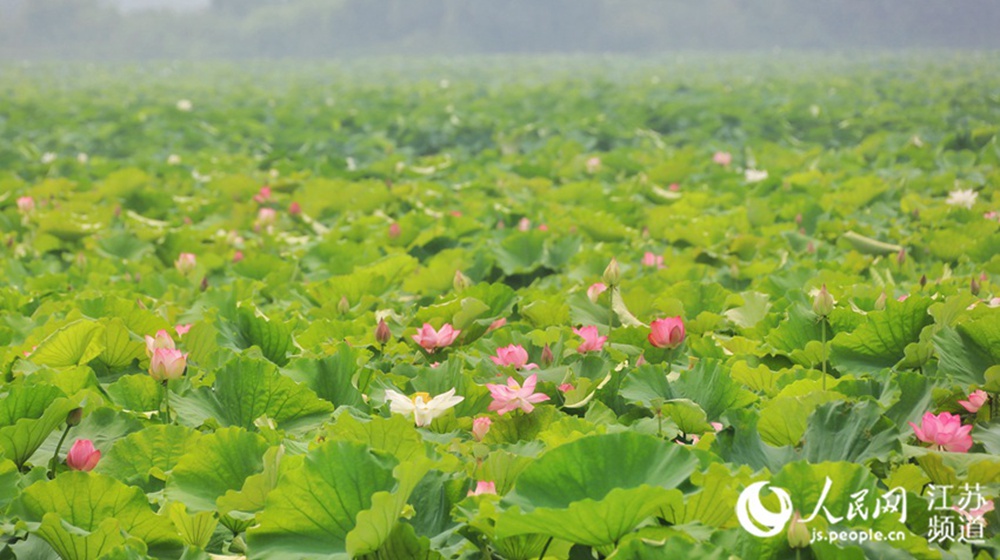 第19届中国·金湖荷花节在江苏省淮安市金湖县荷韵小镇开幕