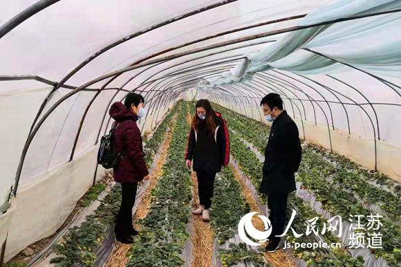 1疫情當前，江蘇省草莓產業技術體系的工作人員走進一線，指導各地生產銷售。圖為在鹽城亭湖基地指導。省草莓協會供圖_副本