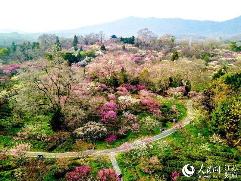 南京梅花山 秦怀珠摄
