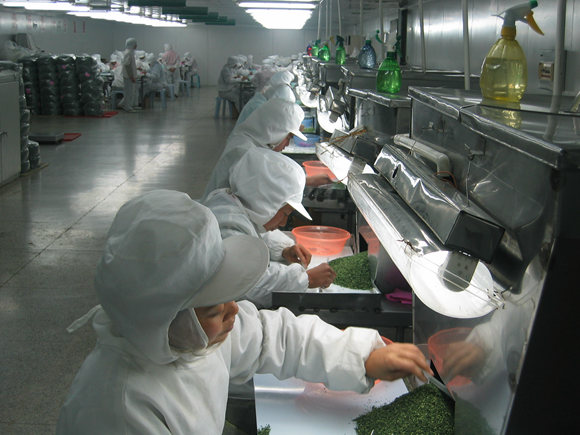 “兴化香葱”为代表的脱水蔬菜产品出口各国 朱会林摄