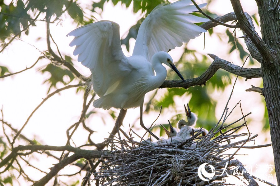 江蘇泗洪：洪澤湖濕地景區數萬隻白鷺育雛忙