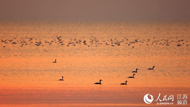 洪澤湖成候鳥天堂 陳凱攝。