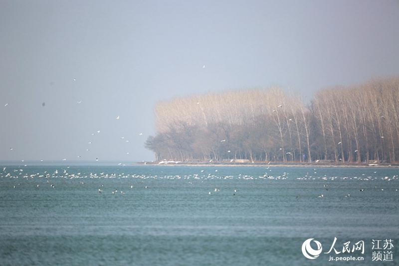 洪澤湖成候鳥天堂 陳凱攝。