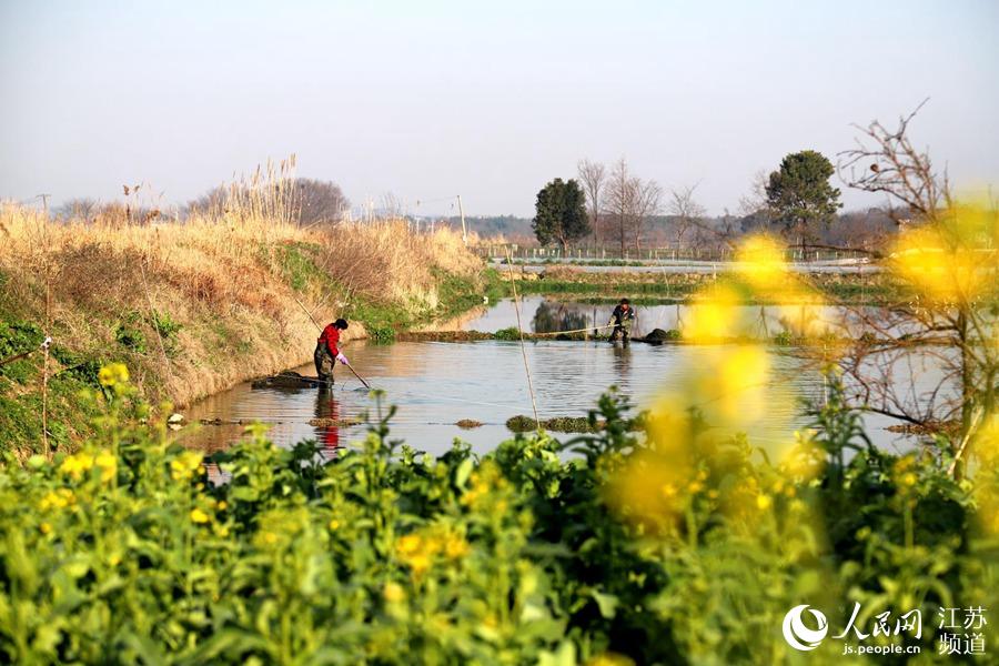 南京市高淳區椏溪街道椏溪村水田裡，村民們正在收獲草芽。高曉平攝
