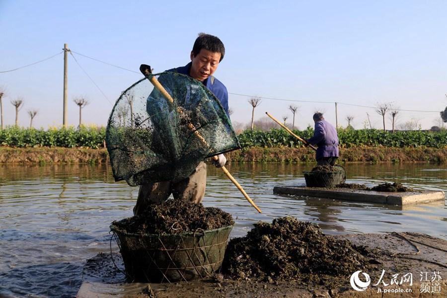 南京市高淳區椏溪街道椏溪村水田裡，村民們正在收獲草芽。高曉平攝
