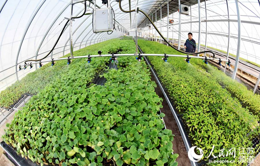 徐州銅山區棠張鎮的智能育苗基地內自動化灌溉系統正在作業。陳艷攝
