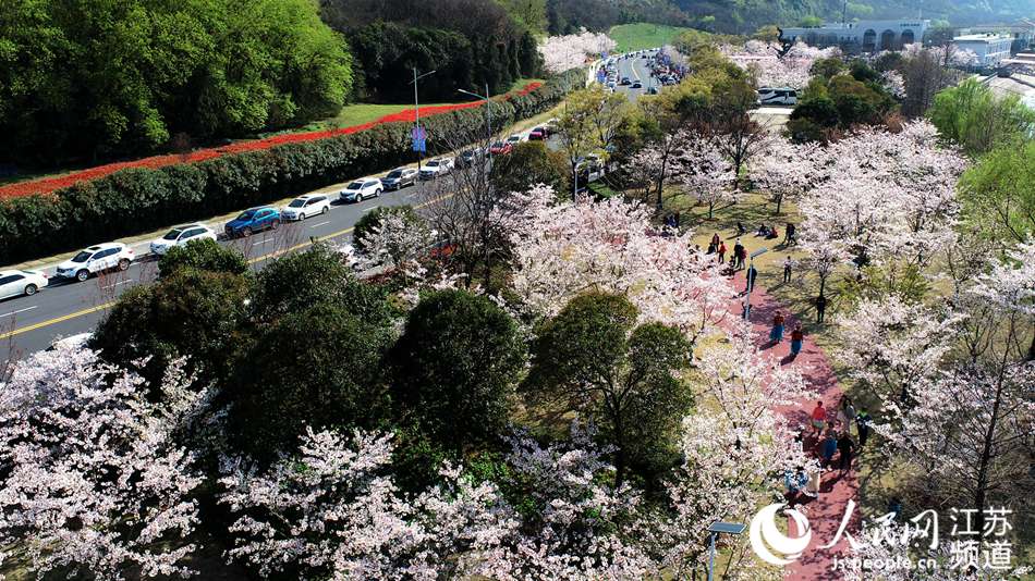 盛放的櫻花吸引了不少市民前來觀賞。人民網記者 王新年攝