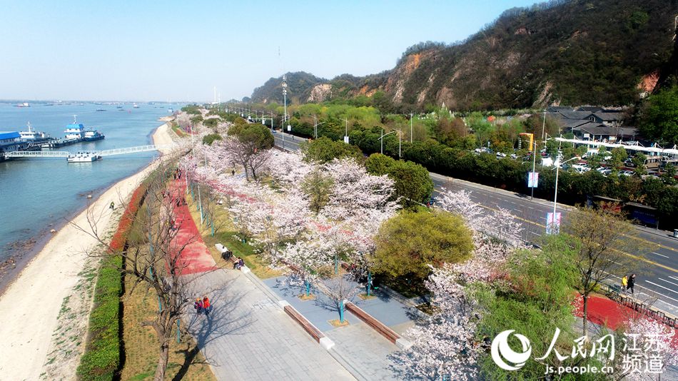 在這裡除了賞櫻，還可一覽長江勝景。人民網記者 王新年攝