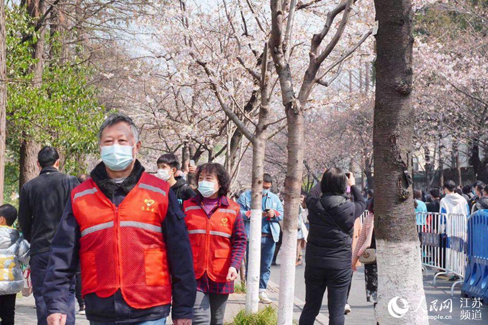 南京雞鳴寺路櫻花綻放，眾多游客打卡留念。馬成攝