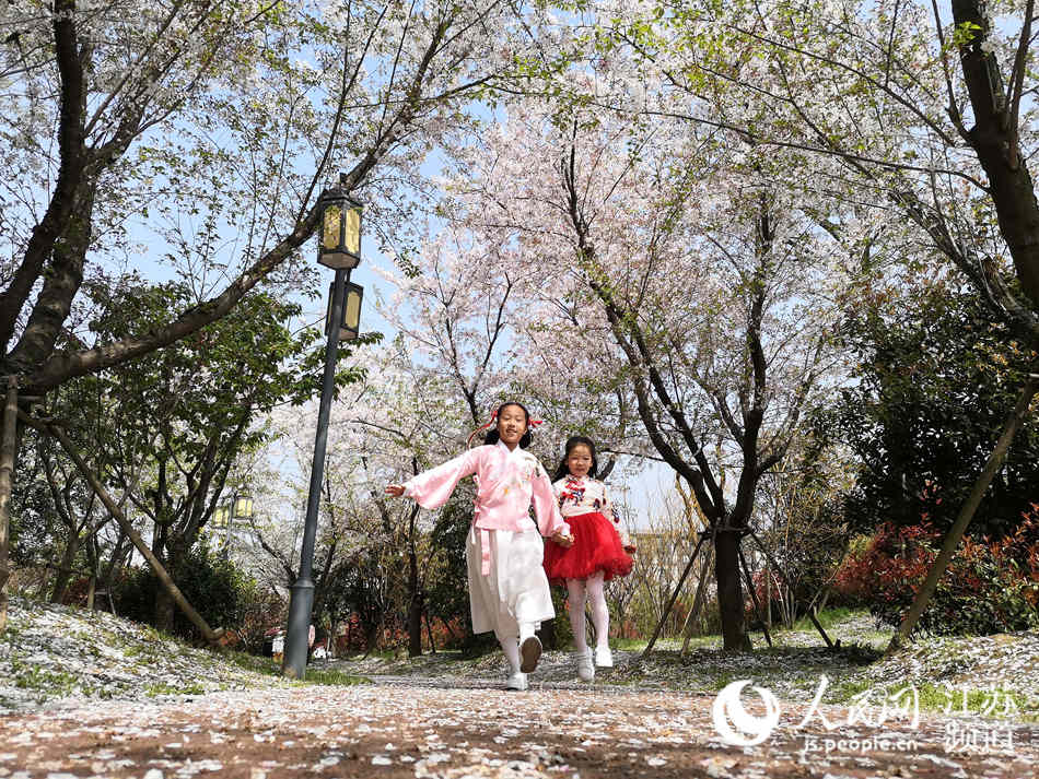 小朋友奔跑在櫻花樹下。孟德龍攝