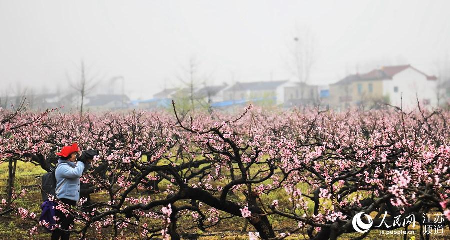 游客在拍攝桃花美景。寶應攝影家協會供圖