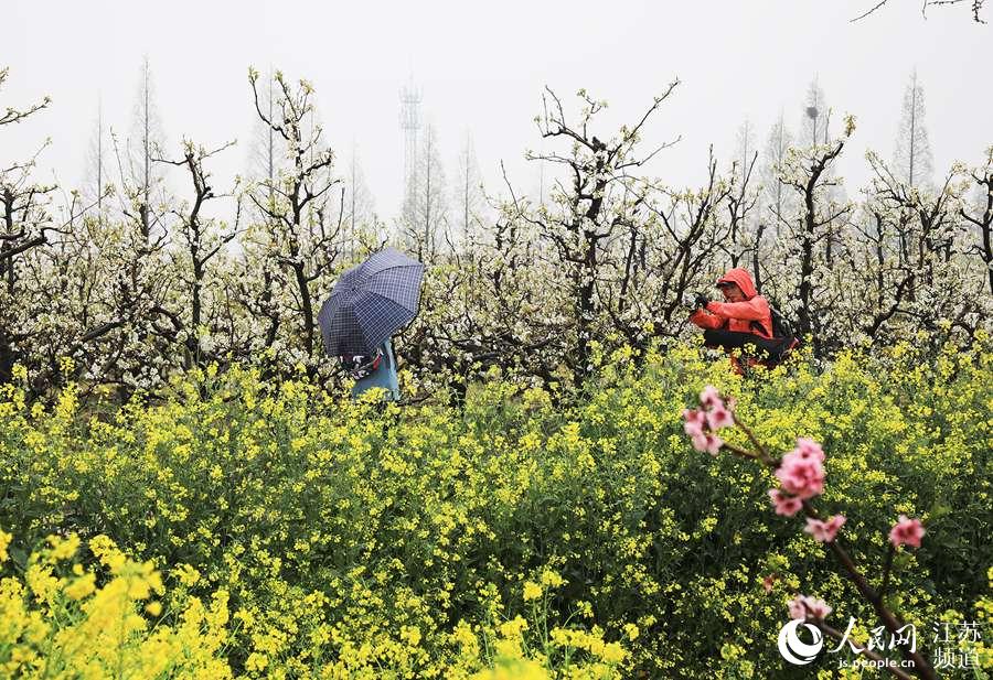 游客在認領的桃樹前合影。寶應攝影家協會供圖