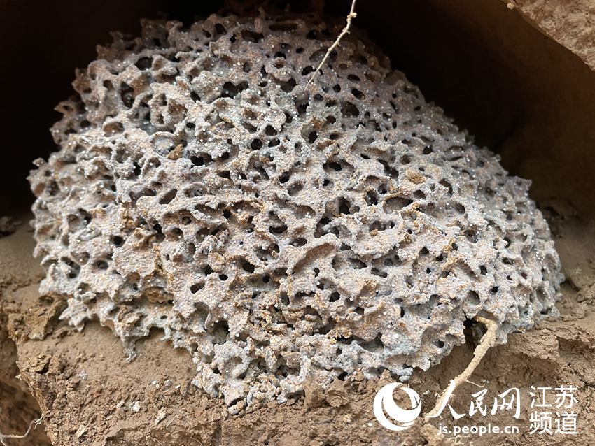 圖為黑翅土白蟻蟻巢。 人民網 冷金明攝
