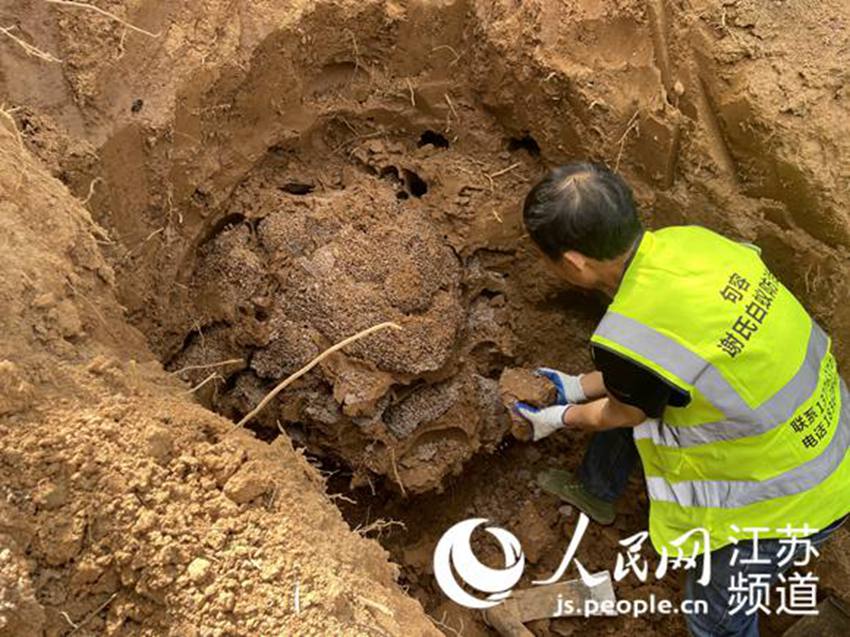 工作人員在當地山上挖出一座多層蜂窩狀蟻巢。人民網  冷金明攝