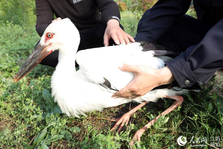 一只国家一级保护动物东方白鹳在江苏宝应获救