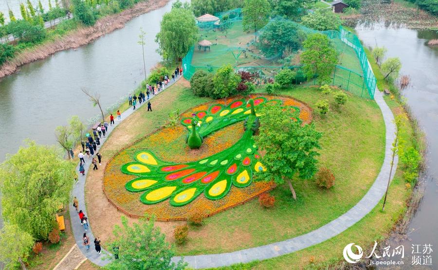 游客在景區孔雀園游覽。張連華攝