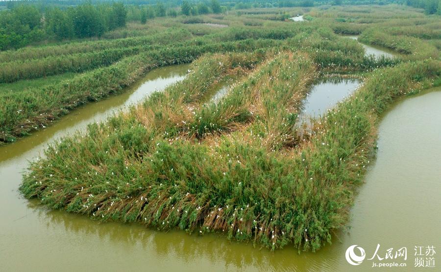 白鷺在蘆葦迷宮中棲息、嬉戲。張連華攝