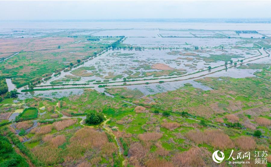 泗洪縣96萬畝原生態國家級濕地自然保護區成為景區的重要依托。張連華攝