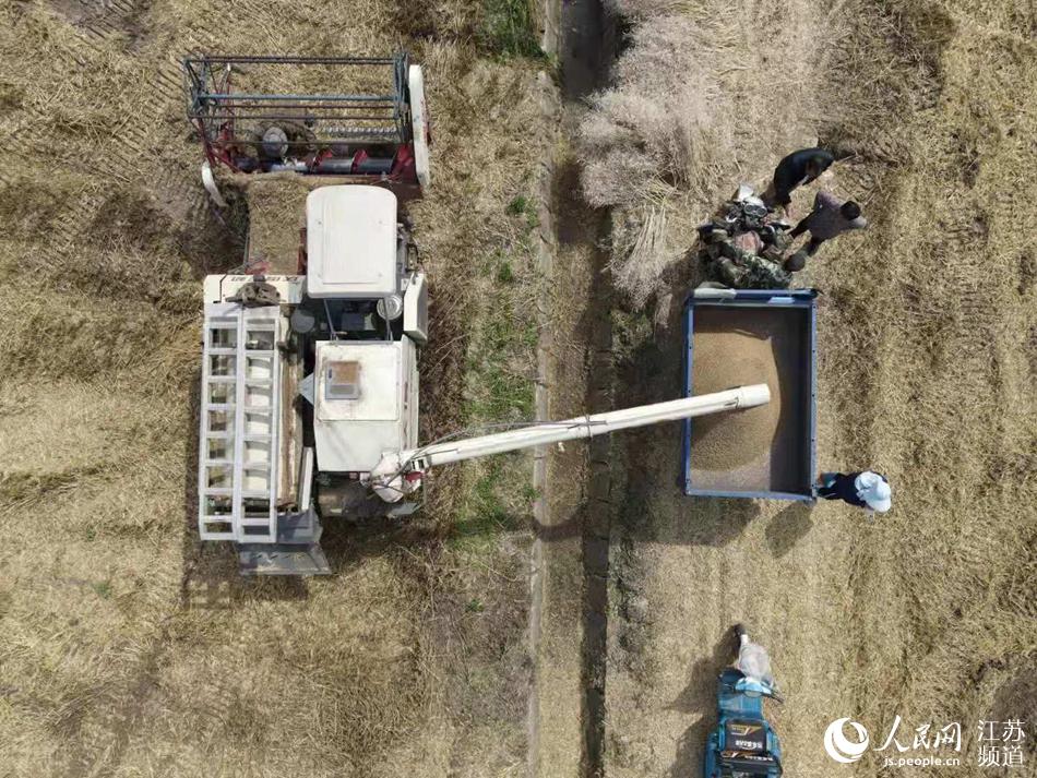 揚州邗江區一處麥田裡，新麥正在卸運。孟德龍攝