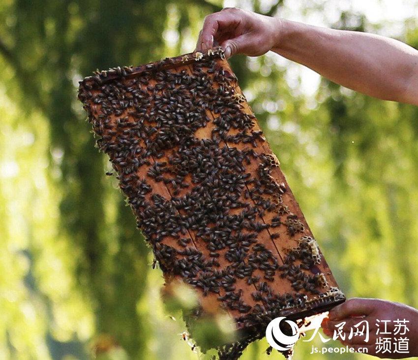 蜂農孫士波准備收取蜂蜜。許昌亮攝