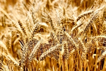 蘇北小麥陸續開鐮 農民喜迎豐收季