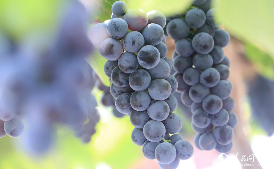 當地種植的“紫金早生”葡萄已進入採摘期。楊志國攝