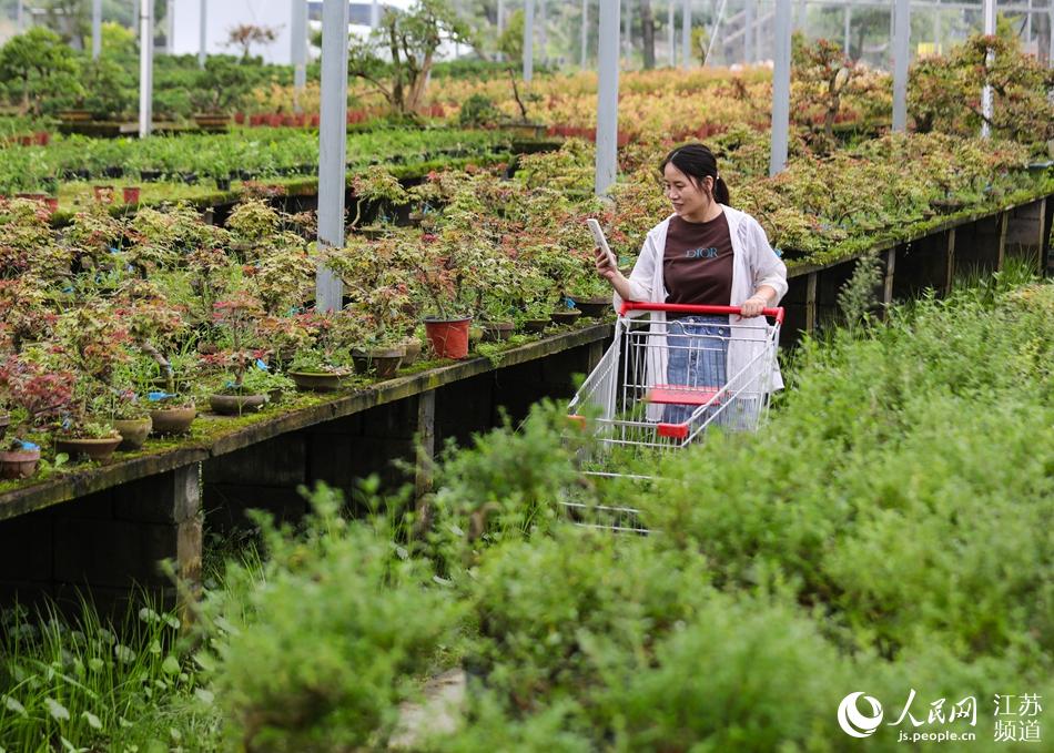 江蘇沭陽的花木電商女主播正在直播銷售紅楓、地柏等花木盆景。丁華明攝