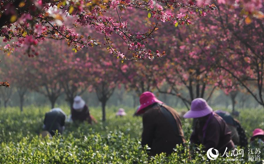 3月29日摄。句容市张庙茶场,人们在海棠花下采摘新茶。杨志国摄