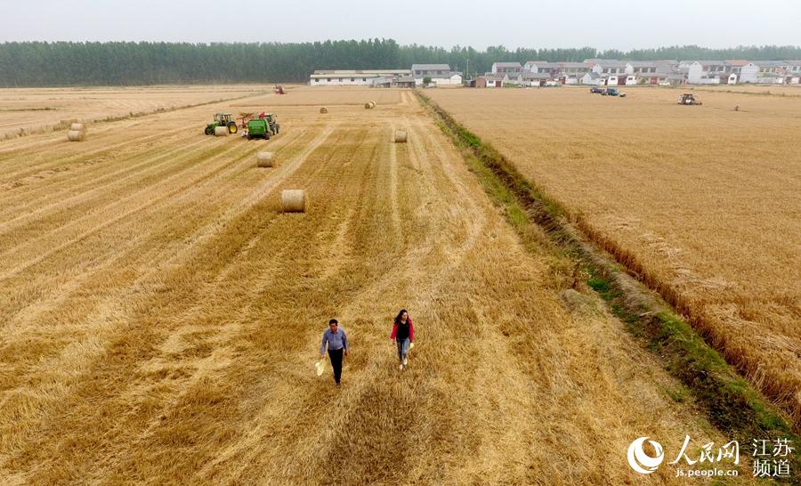 6月12日摄。沛县的新农人在收割后的麦田里拍起了“丰收快闪”。李沛生摄