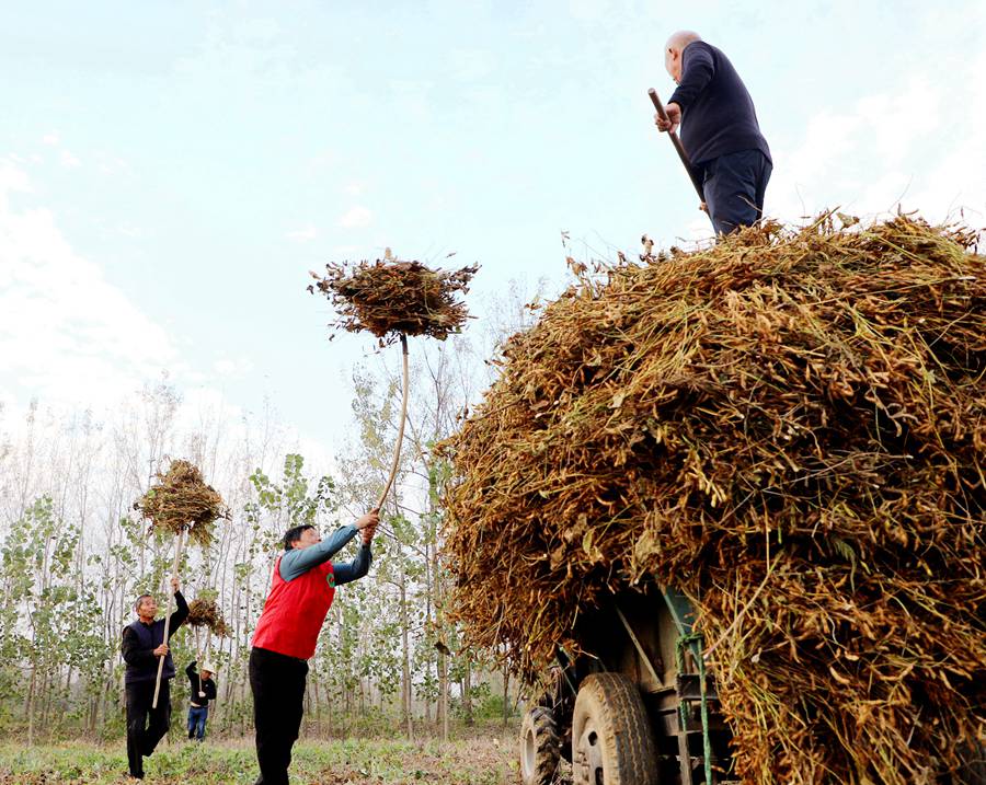 黨員志願者幫助范場村卷煙零售客戶（種植大戶）張宜進將收割的黃豆運出田間。沭陽煙草供圖 