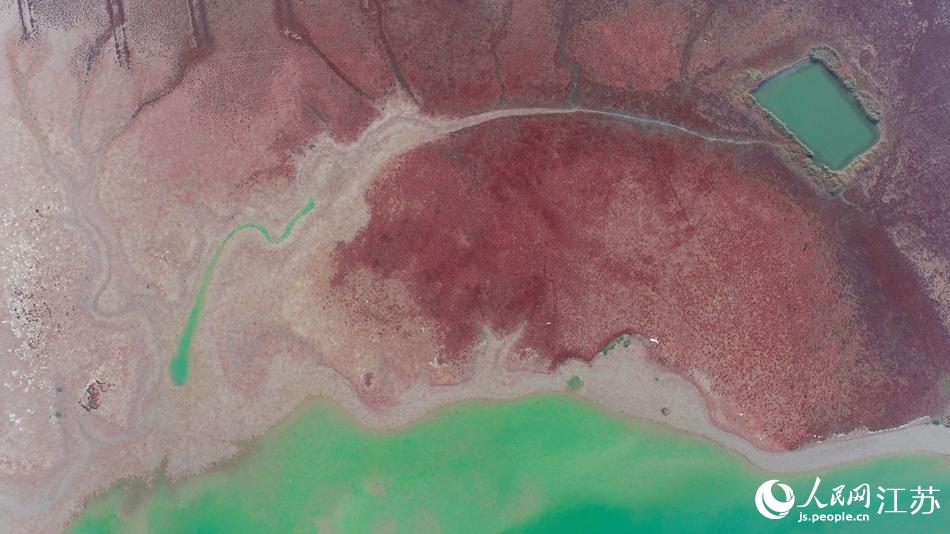 “红地毯”上的水塘犹如琥珀镶嵌其中。人民网记者 王新年摄