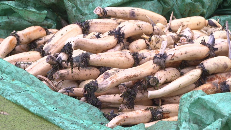 ź淽
