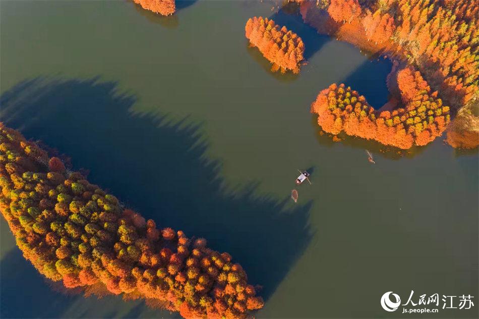 天泉湖“舟行紅杉間，人在畫中游”的景觀。紀星名攝