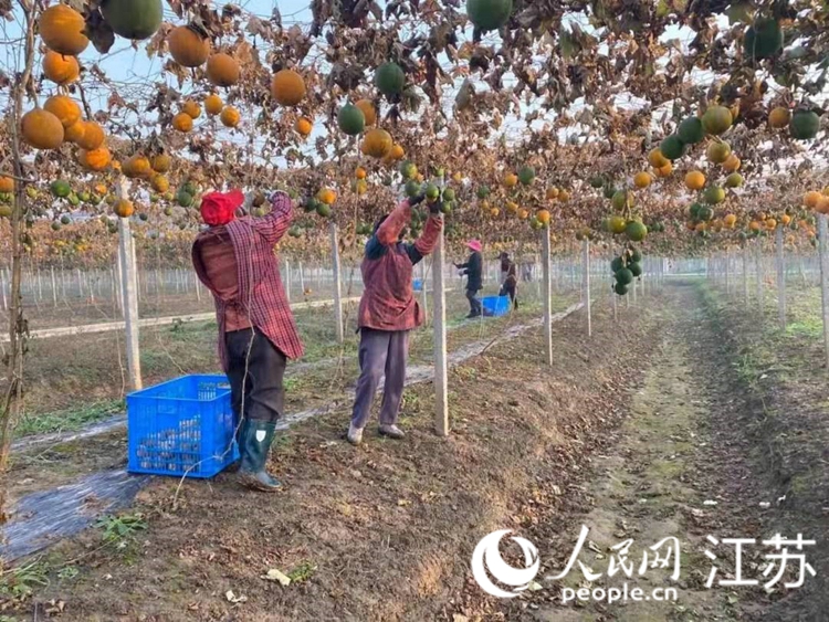 農戶在見龍村瓜蔞產業園採收瓜蔞。靖江市委組織部供圖