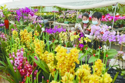南京各大花卉市场年宵花进入销售旺季