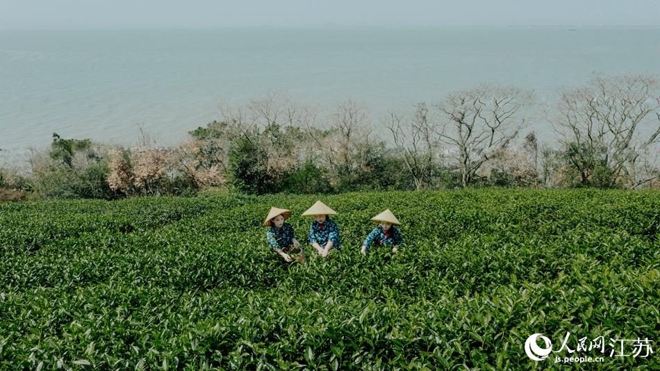  茶農在採摘茶葉。許智攝