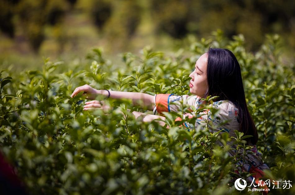 茶農在採摘茶葉。浦克承攝