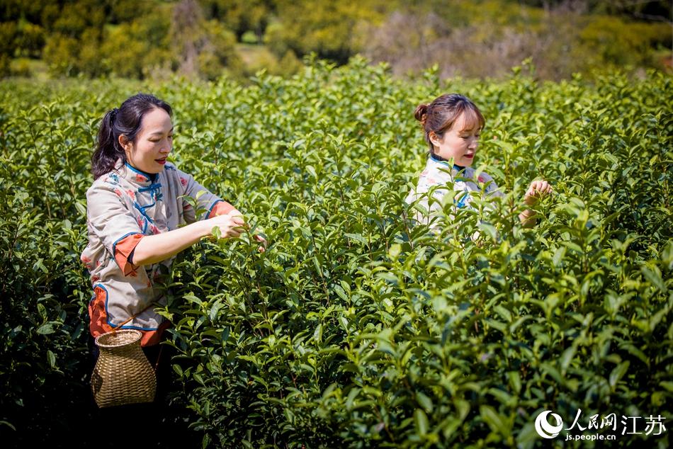  茶農腰挂茶簍採摘茶葉。浦克承攝